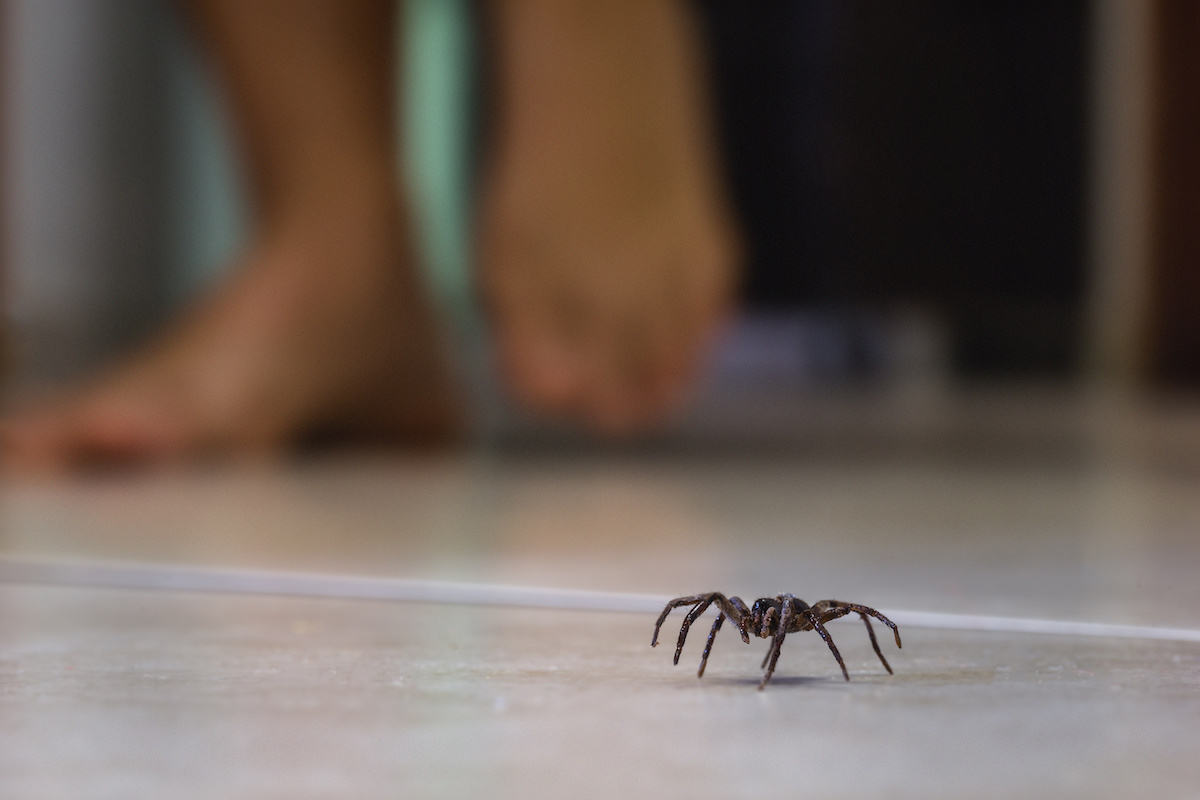 How to Tell If a Spider Is Dangerous