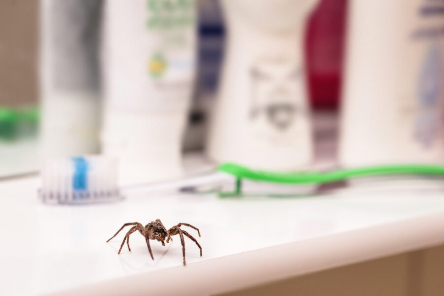 How to Tell If a Spider Is Dangerous