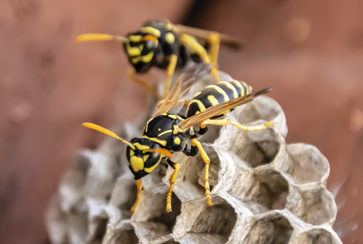 wasp nests