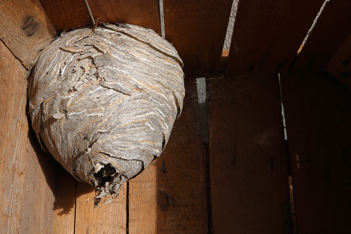 wasp nests