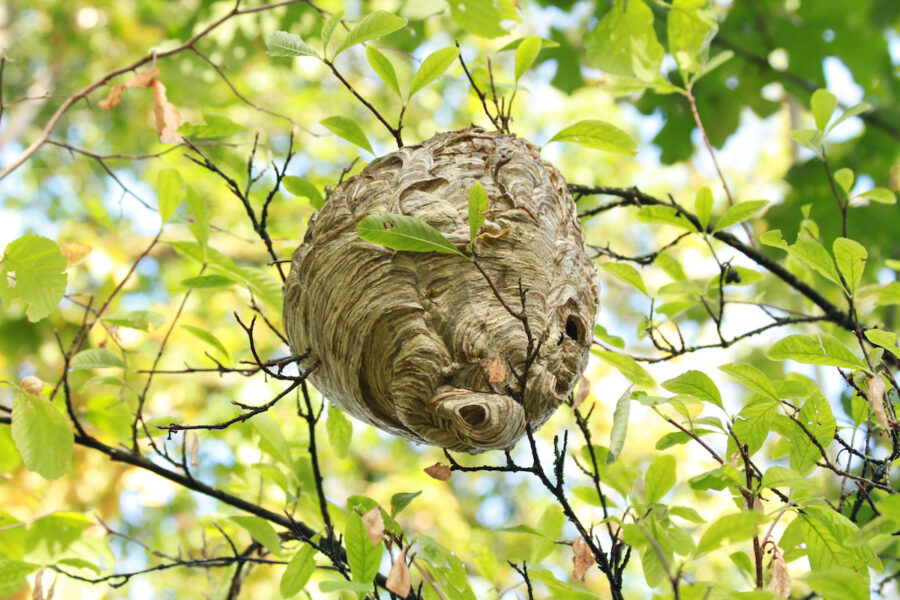 wasp nests