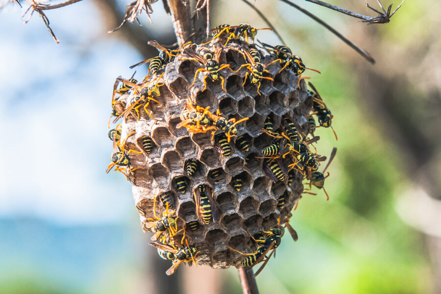 wasps and hornets