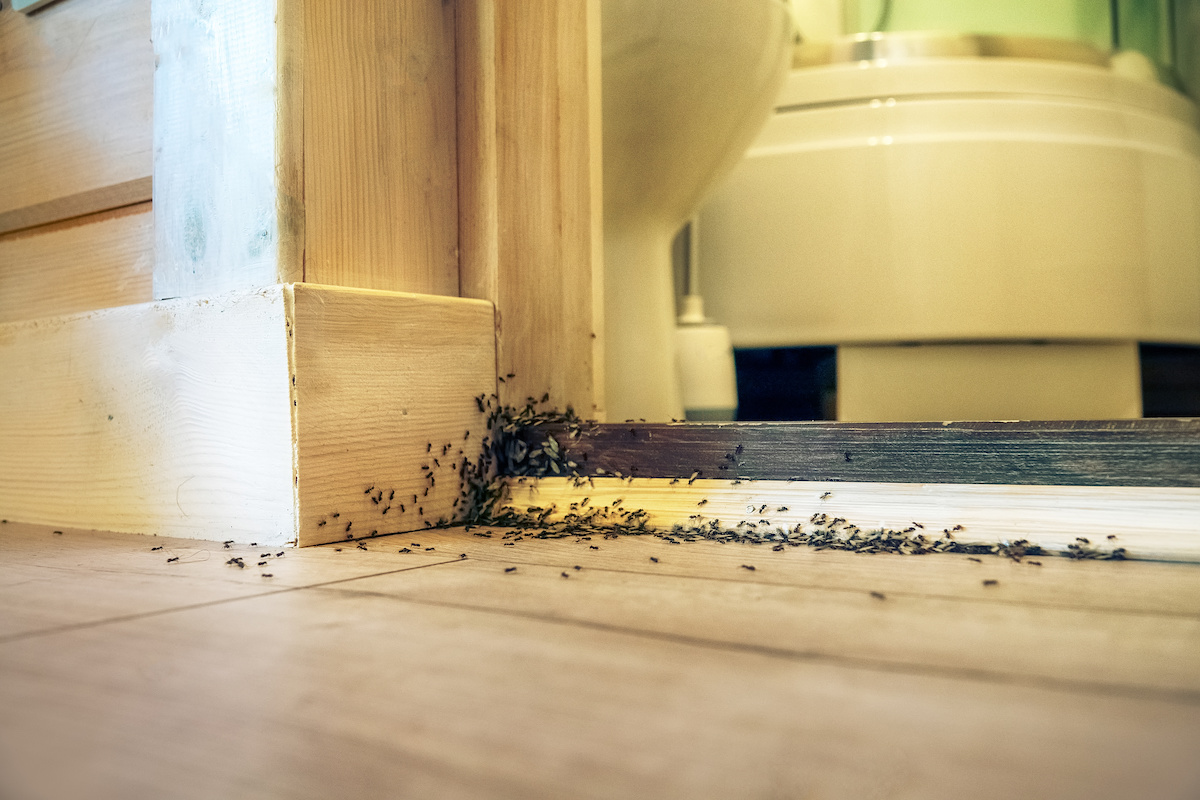 ants in your kitchen