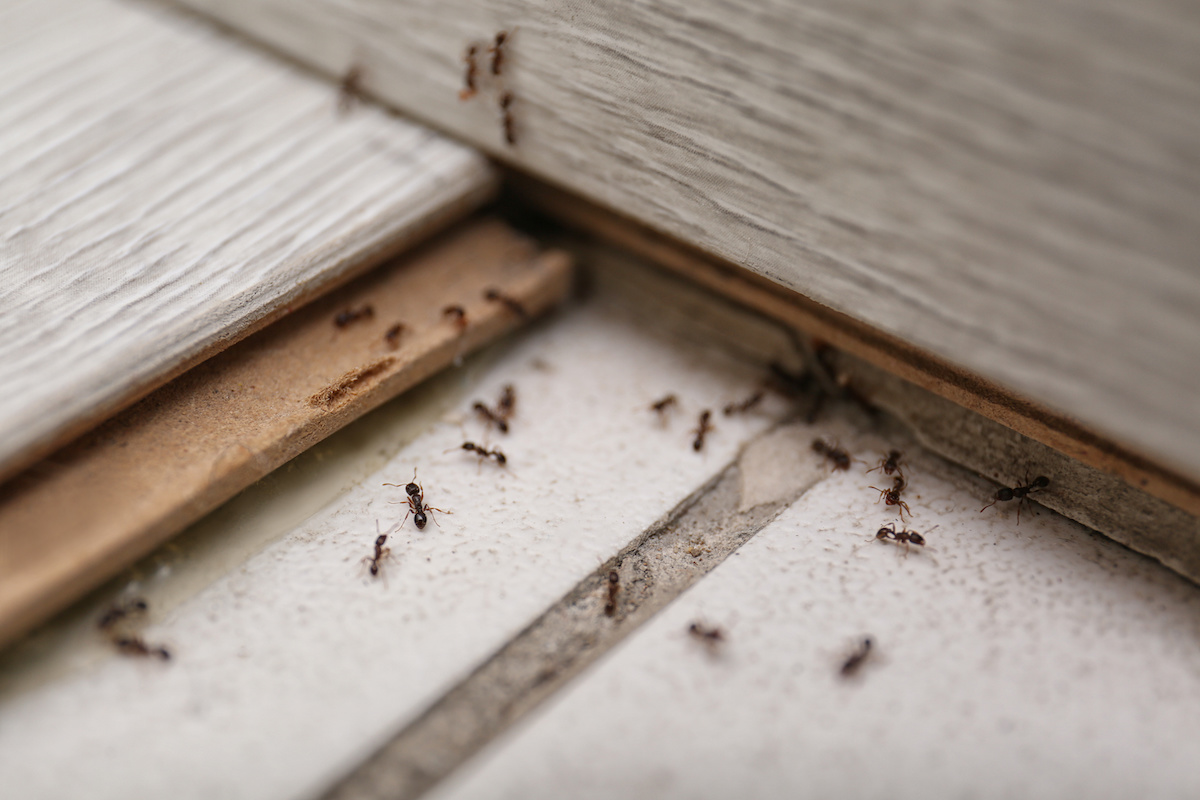 ants in your kitchen