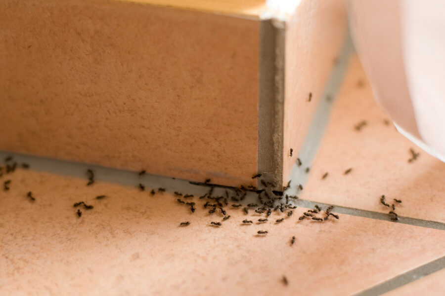 ants in your kitchen