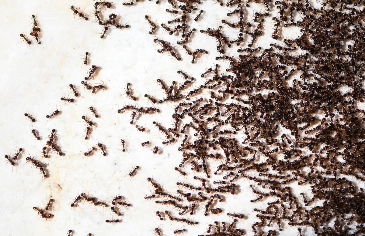 lifecycle of an ant