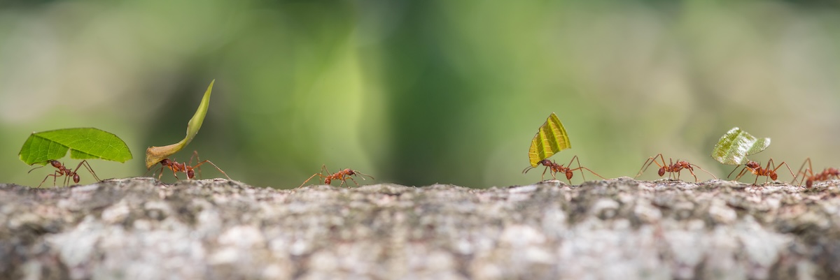 lifecycle of an ant