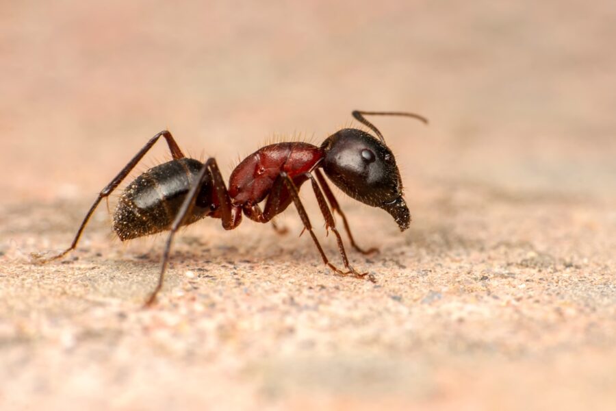 lifecycle of an ant
