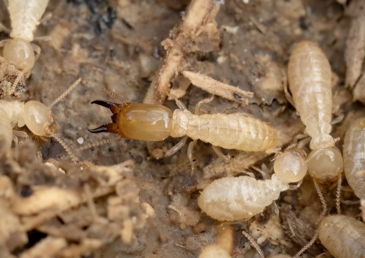 termites and ants