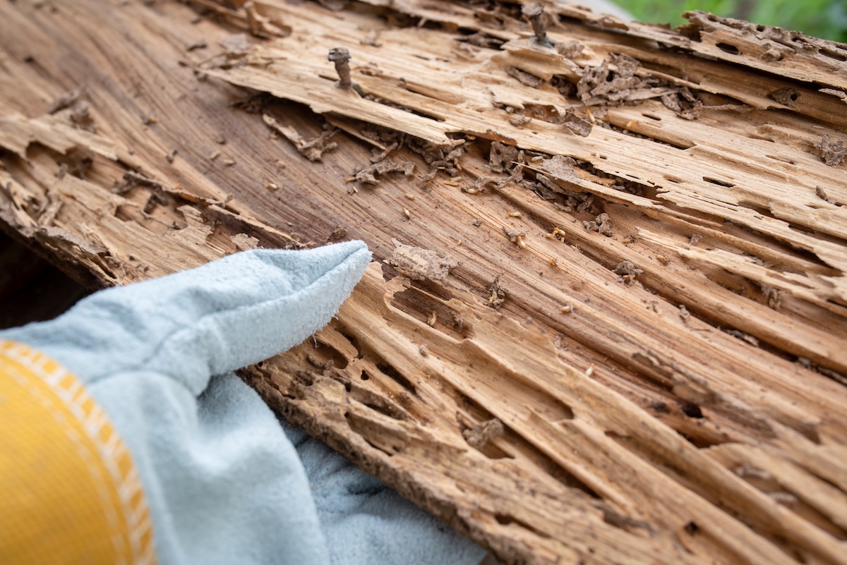 termites and ants