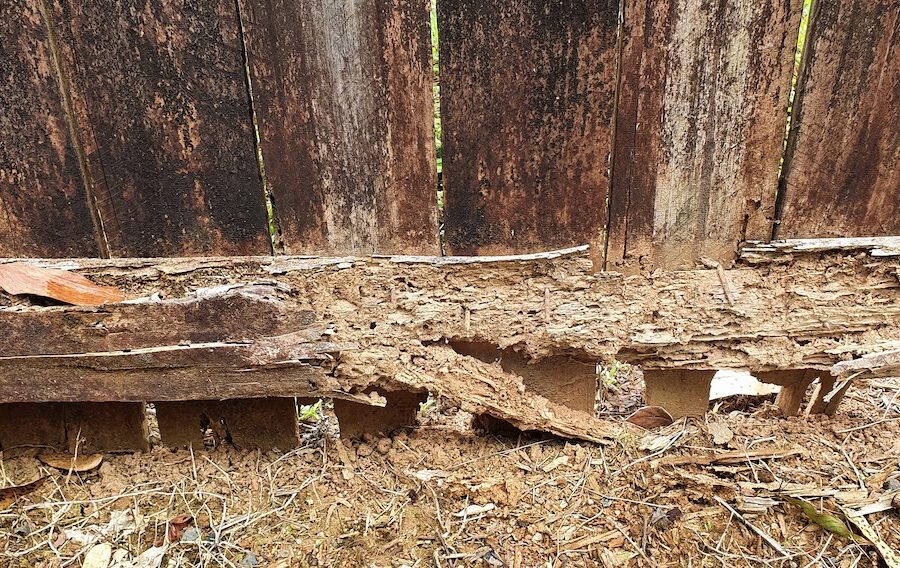termites and ants
