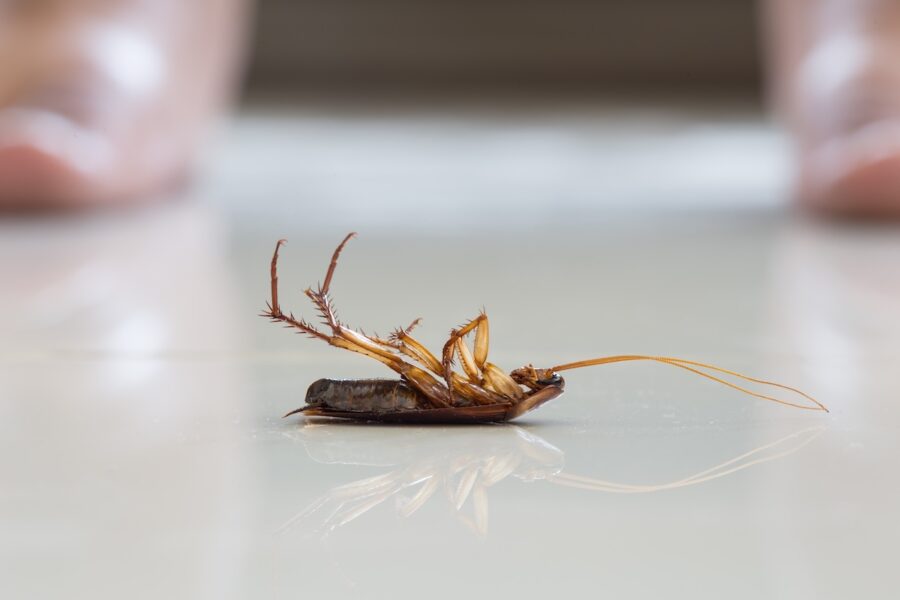cockroaches