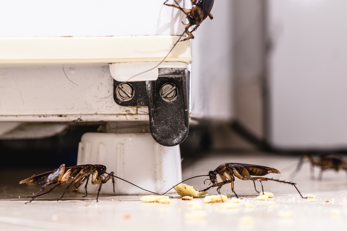 cockroaches