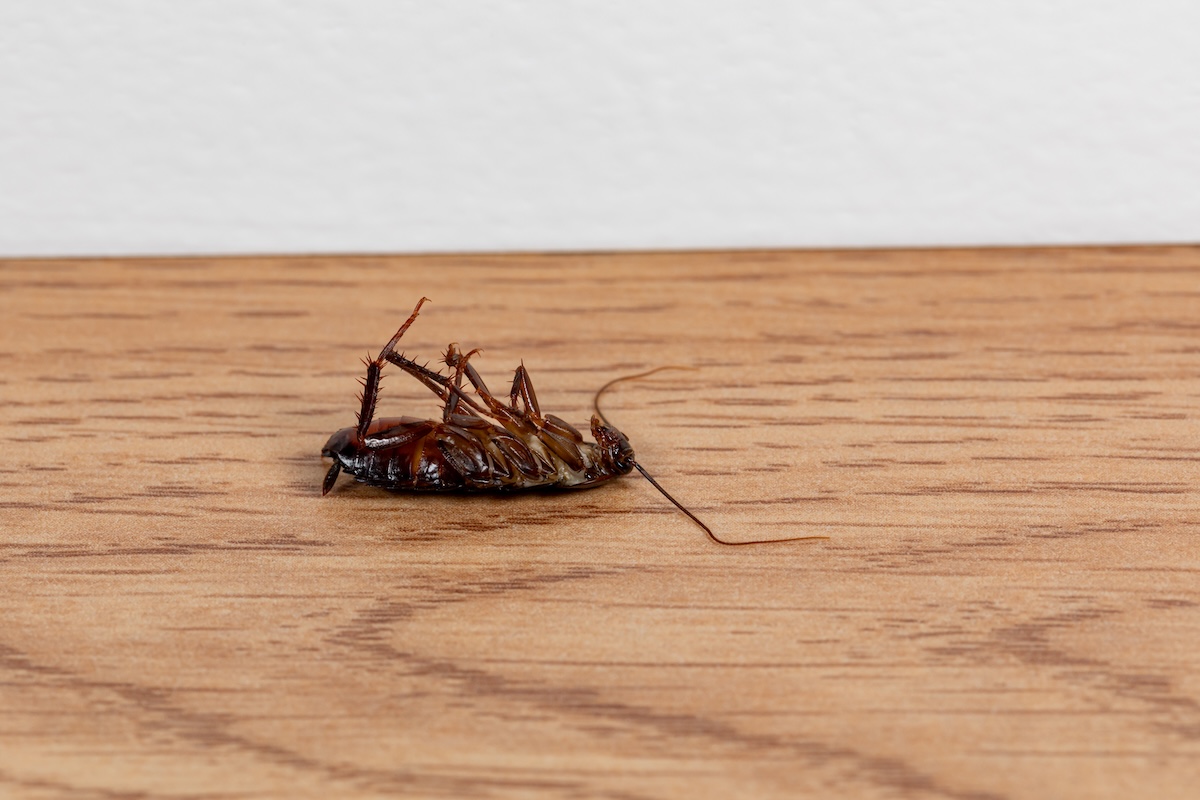 cockroaches